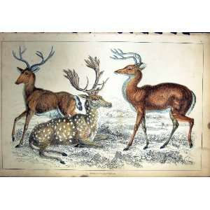    C1880 Colour Plate Nature Horned Animals Antelopes