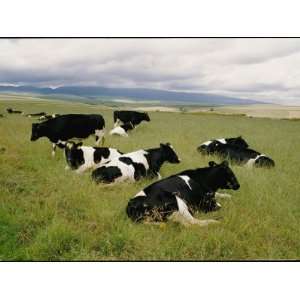  Holstein Friesian Dairy Cows National Geographic 