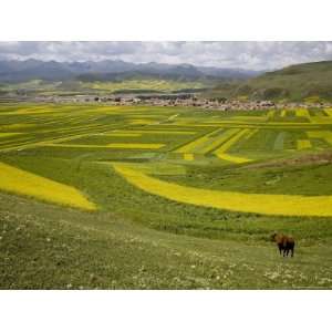  Cow Overlooks Wheat, Rapeseed Fields, Distant Village, and 