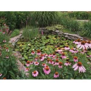  Coneflowers Around Water Garden, Louisville, Kentucky, USA 