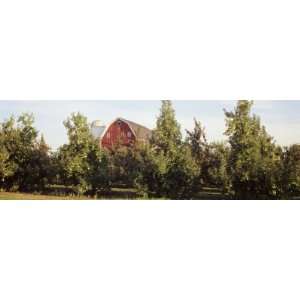 Apple Trees in an Orchard, Kent County, Michigan, USA Photographic 