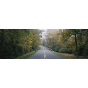  Trees Along a Road, Blue Ridge Parkway, North Carolina 