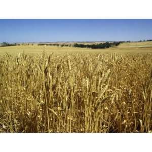 Vast Fields of Ripening Wheat, Near Northam, West Australia, Australia 
