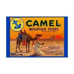 Camel Mountain Pears 28x42 Giclee on Canvas