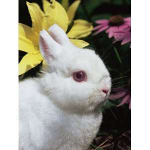  Netherland Dwarf Domestic Rabbit, USA Giclee Poster Print 
