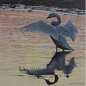  Ron Parker   Evening Reflections Trumpeter Swans