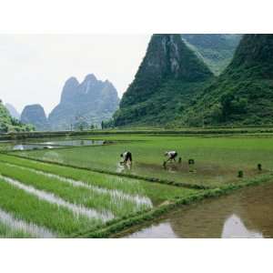 Planting Rice with Limestone Karst Mountains in the Background Near 