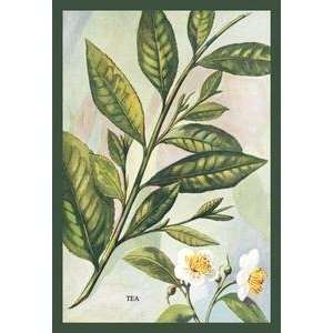  Vintage Art Tea Plant #2   08345 x