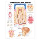 Human Ear Poster   26 x 20 Anatomical Chart  