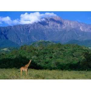  Camelopardalis) in Front of Mt. Meru, Mt. Meru, Arusha, Tanzania 