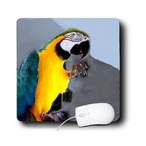  Birds   Blue and Gold Macaw   Mouse Pads Electronics