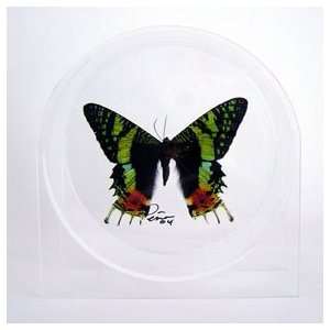  Real Butterfly   Urania Riphaeus in Round Acrylic Case 