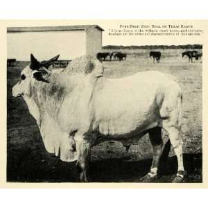  1913 Print Hybrid Zebu Bull Texas Cattle Dr. Nabours 