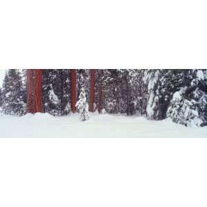  Ponderosa Pines and Firs with Fresh Snow Fall, Loup Loup 