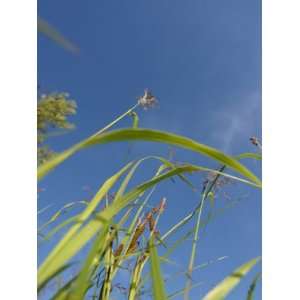  View of Plants Growing in Finland Against a Blue Sky 