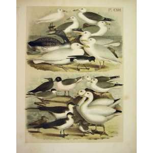  20 Gulls Petrel Tern Jasper Birds Of America 1878