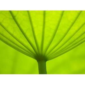 Underside of Lotus Leaf, Kenilworth Aquatic Gardens, Washington DC 