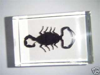 Black Scorpion Specimen (Dyed Chinese Golden Scorpion)  