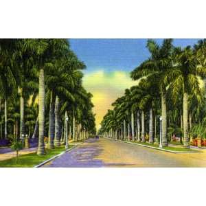 Fort Myers, Floridas, Royal Palms   Fine Art Gicl  e Photographic 