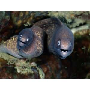  A Close View of a Pair of Moray Eels National Geographic 