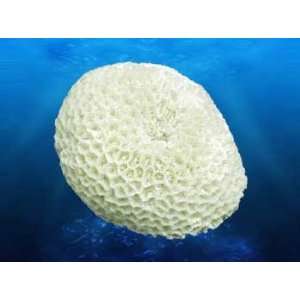  Coral Replica   Brain Coral 3.5x4x3