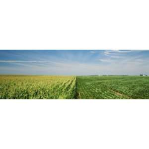 Corn and Soybean Fields on a Landscape, Herscher, Illinois, USA 