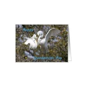 Grandparents Day, Great Egrets nest building Card Health 