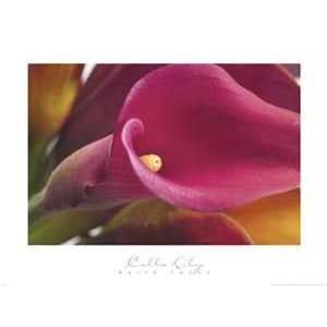   Calla Lily   Artist Brian Twede  Poster Size 30 X 20
