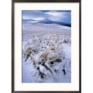  Ichu Grass in Fresh Snow on Puna South of Volcan Misti, El 