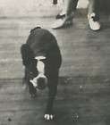 LITTLE GIRL w PITBULL TERRIER DOG PORCH SWING vtg 10s PHOTO  