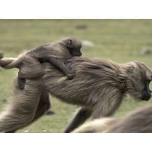  Gelada Baboons, in the Simien Mountains National Park 