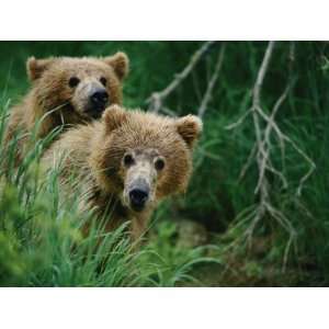  Two Grizzly Bear Cubs Peer out from Behind a Clump of 