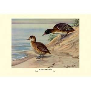  Black Headed Duck   Paper Poster (18.75 x 28.5) Sports 