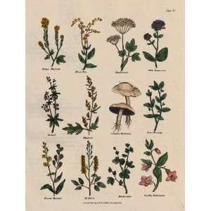  Culpepper 1814 Antique Engraving of Various Plants 