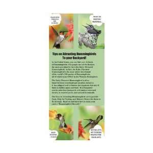   Hummingbirds To Your Backyard   Quick Resource of Information