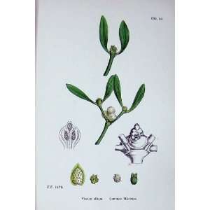  Botany Plants C1902 Common Mistletoe Viscum Album