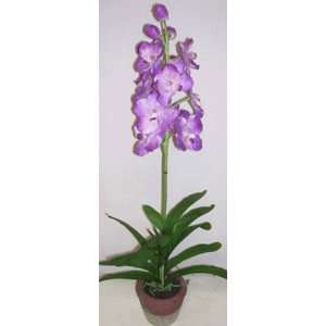  30 Potted vanda Orchid (lavender)