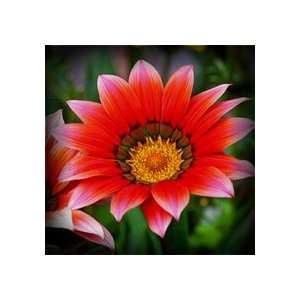  Rigens Daybreak Gazania Patio, Lawn & Garden