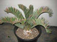 OLD ENCEPHALARTOS LEHMANNII   BLUE CYCAD   5 CAUDEX  