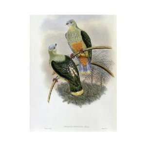    John Gould   Richards Fruit   Pigeon Giclee