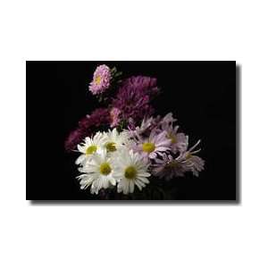  Bouquet Of Chrysanthemums Lincoln Nebraska Giclee Print 