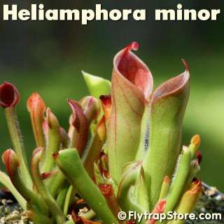 Heliamphora minor carnivorous plant (shipped potted)  