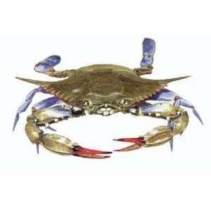  Preserved Blue Crab 