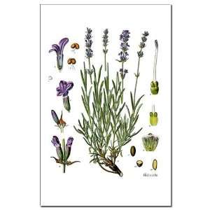  Lavender Botanical Botanical Mini Poster Print by 