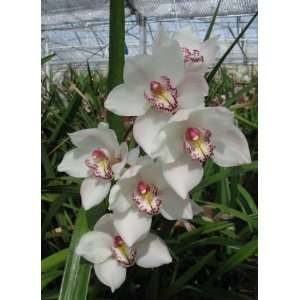 Cymbidium Beauty Fred Marione’ Hybrid Orchid Plant  