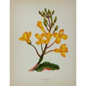   Botanical Print Wild Sea Cabbage Brassica Oleracea   Original Print