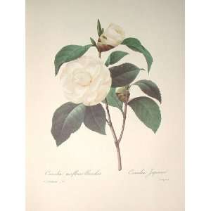  Redoute Botanical Print #15 Camellia 