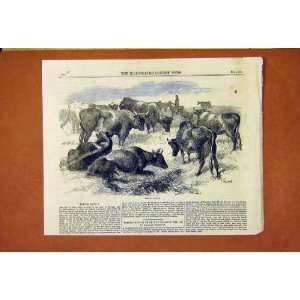  Breton Cattle Brittany France Old Print 1859