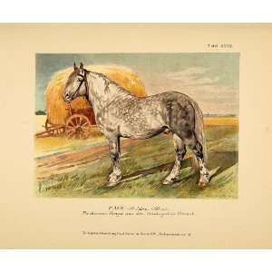  1896 Chromolithograph PAGE Russian Percheron Horse NICE 