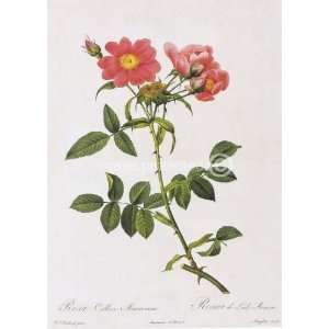  Lady Monson Rose Redoute Vintage Botanical MOUSE PAD 